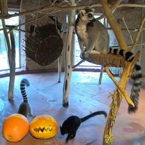 Komentko lemurů kata
